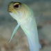 jawfish_yellowhead_bcf_nwp_v_0102_tci0128.jpg